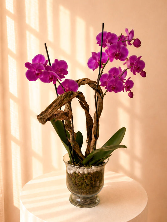 Orquídea doble vara mirada ANTE