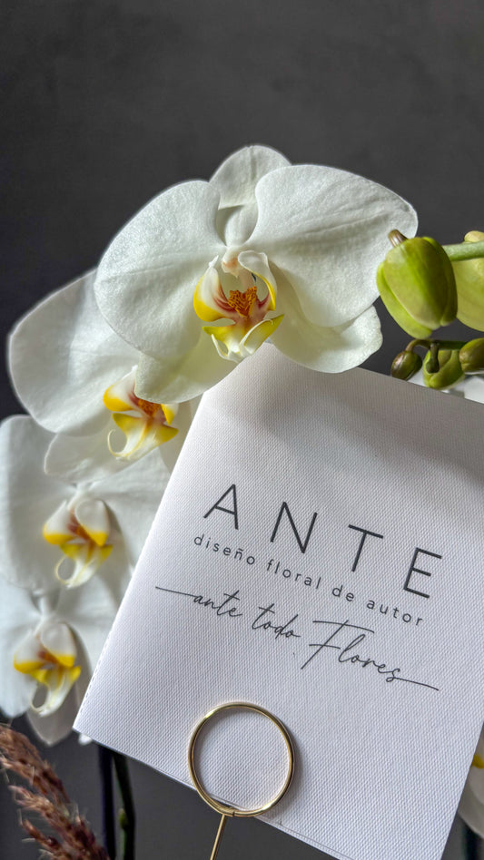 Orquídea Ante
