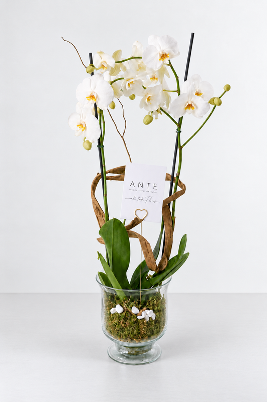 Orquídea doble vara ANTE