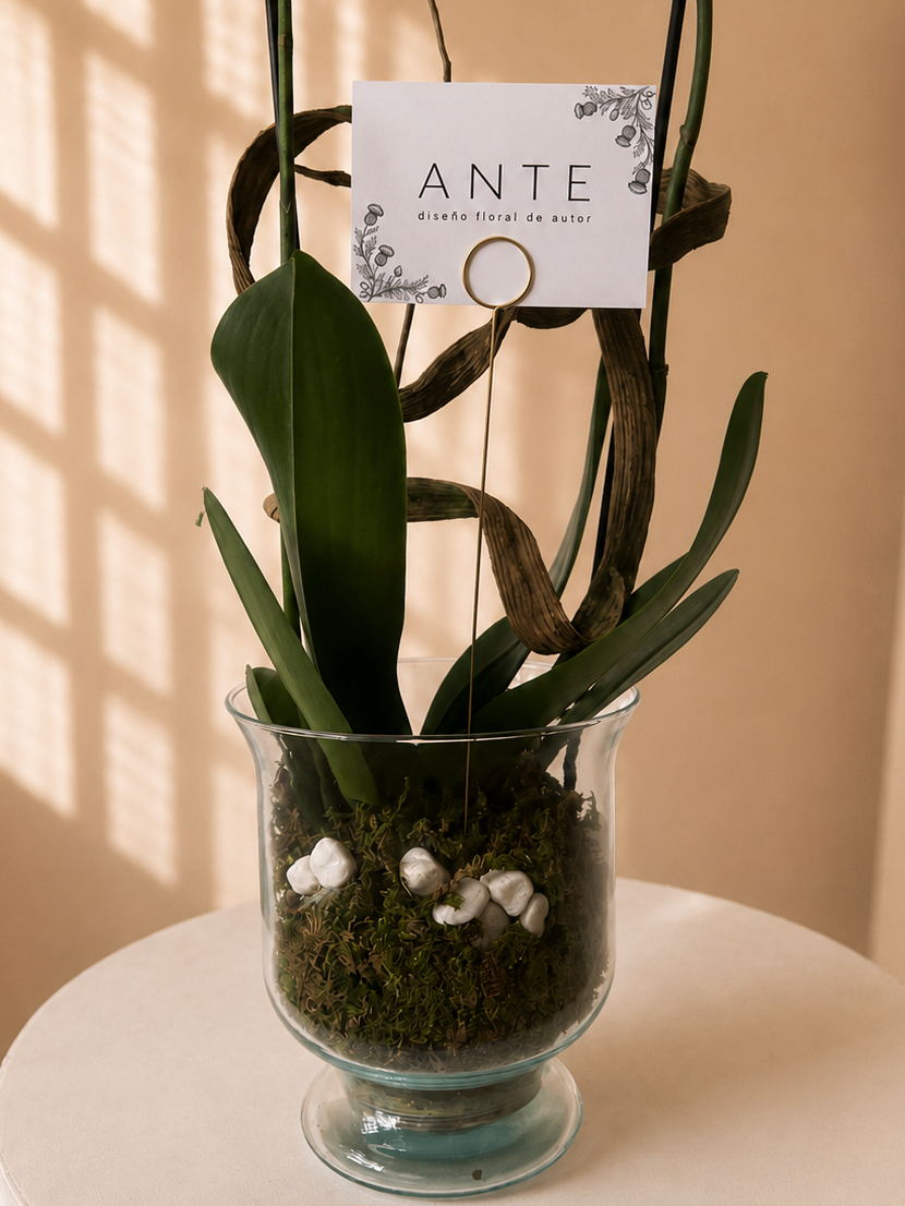 Orquídea doble vara ANTE