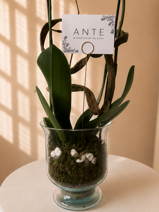 Orquídea doble vara ANTE