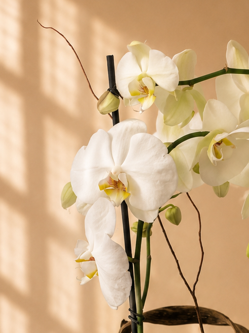 Orquídea doble vara ANTE