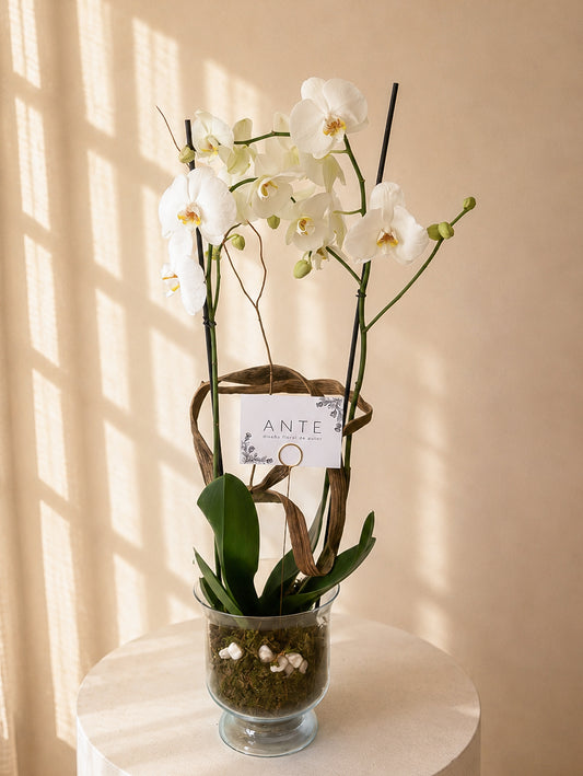 Orquídea doble vara ANTE