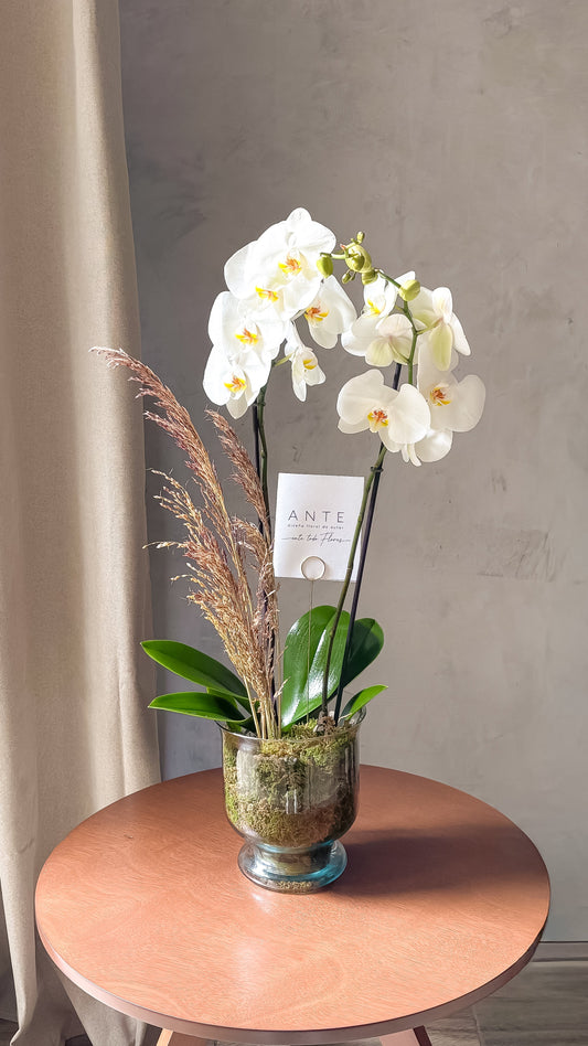 Orquídea phalaenopsis blanca de dos varas en copa de vidrio con musgo y pasto seco, entrega a domicilio CDMX