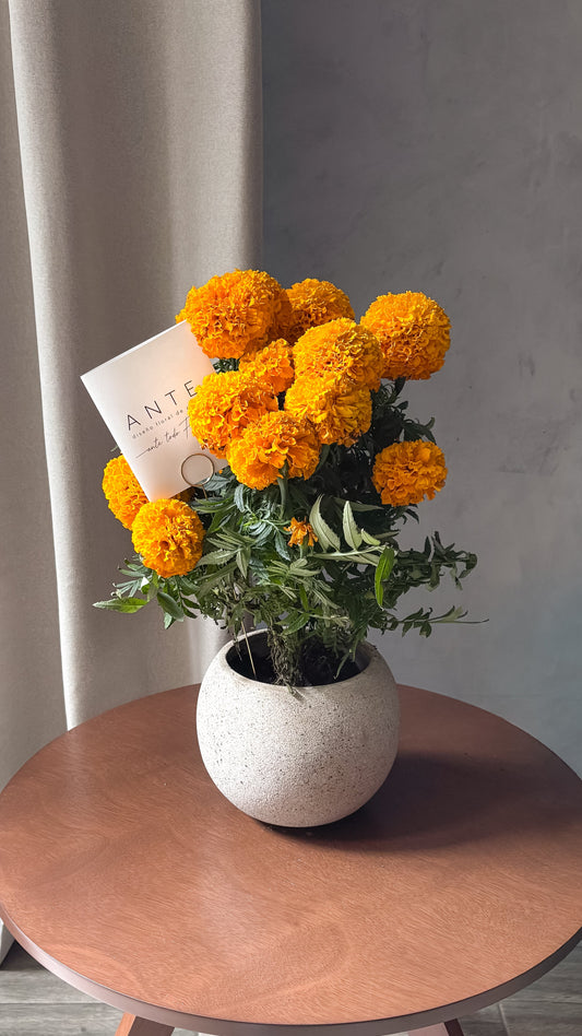 Planta de cempasúchil en maceta cerámica gris texturizada para Día de Muertos, entrega a domicilio CDMX